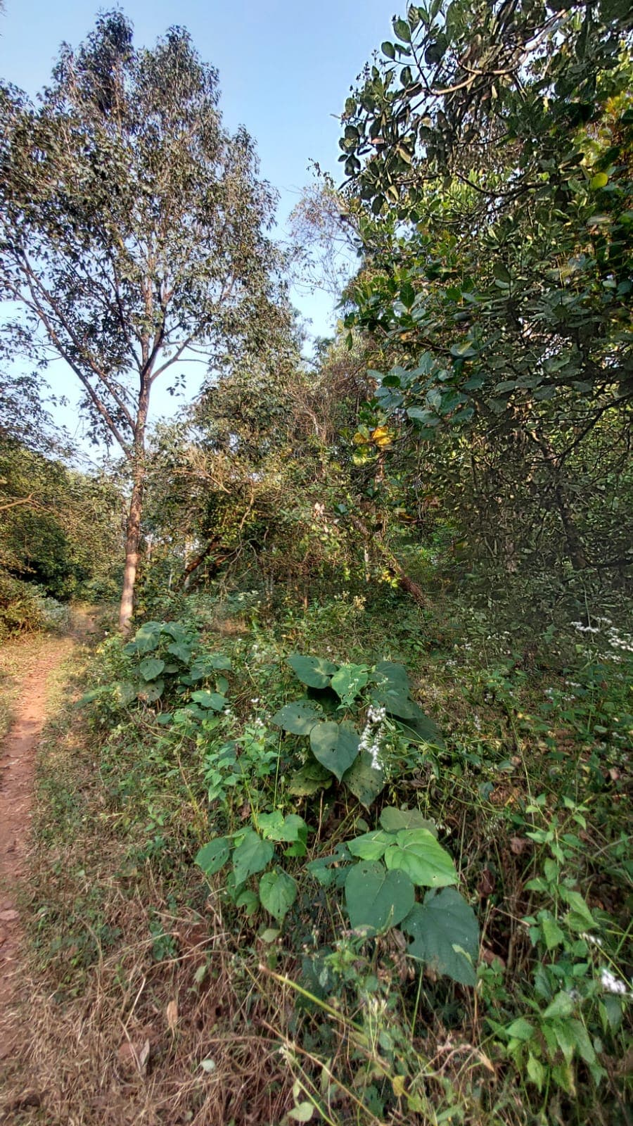 Mopa Land River Touch